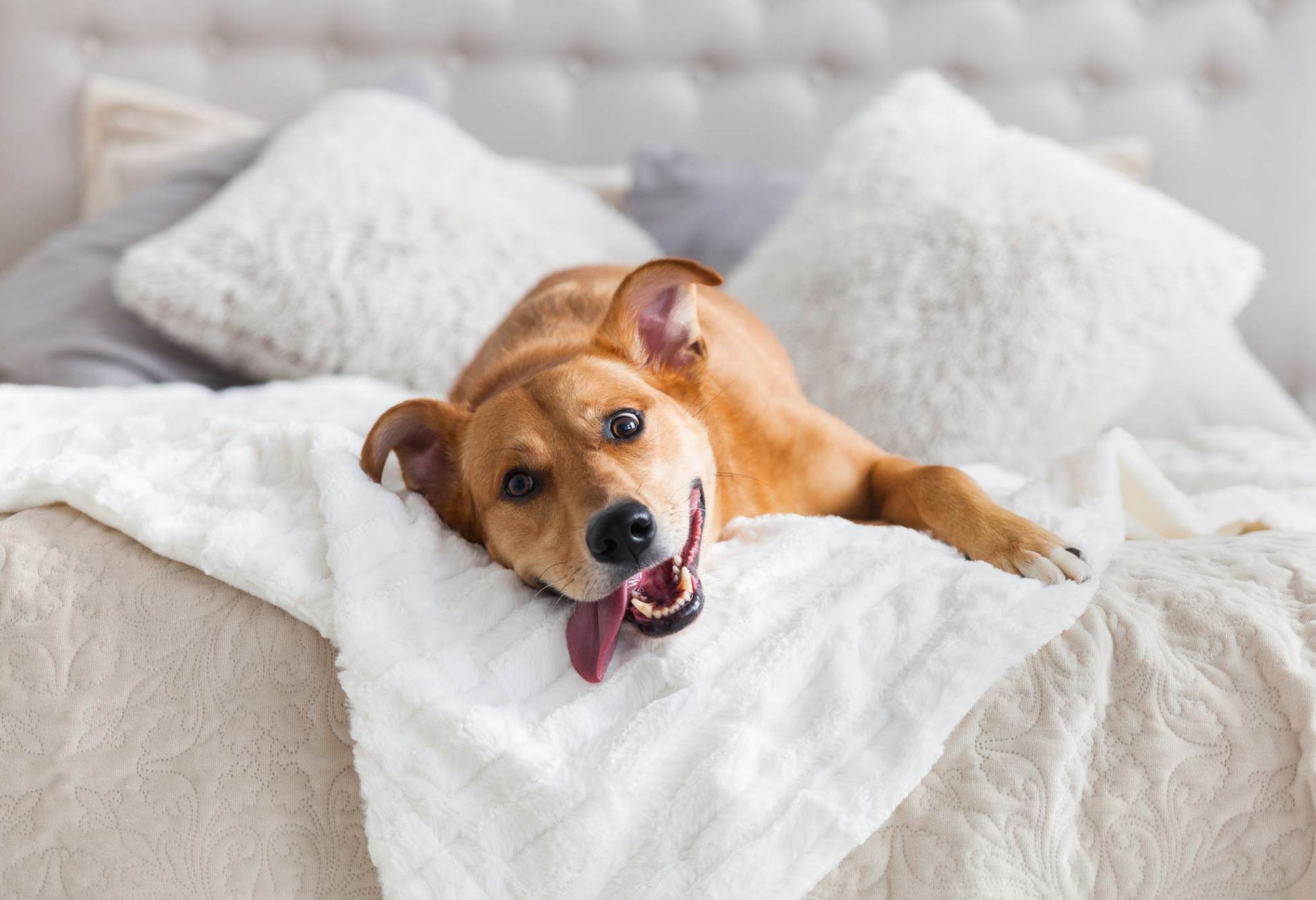 A happy dog lounging on a cozy white bed with soft pillows, showcasing the pet-friendly lifestyle at District Flats Columbia.